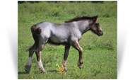 ~Northern Lights Topaz Gemstone~ '19 Blue Roan Colt by Celtic Equinox - Missouri
